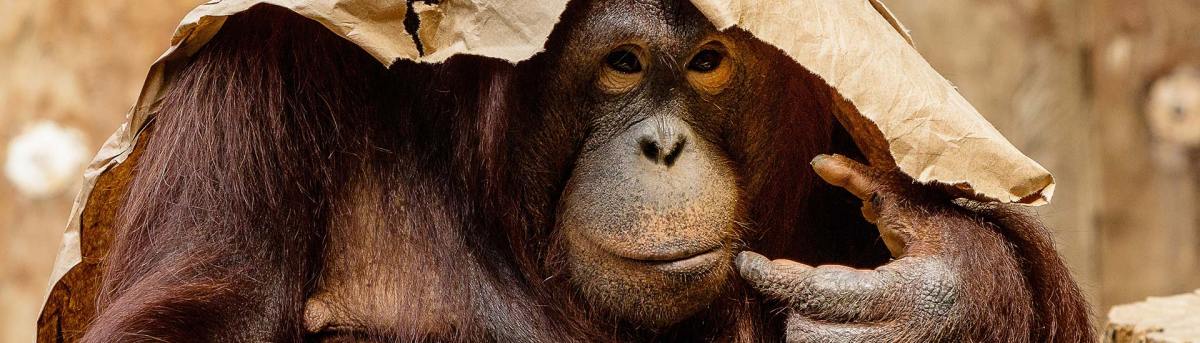 2019  Ape Hero  Round 2&nbsp;(CLOSED)